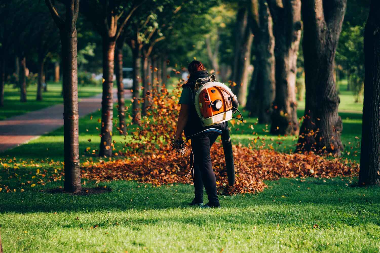 Reliable Washington Park, FL Tree Service Solutions